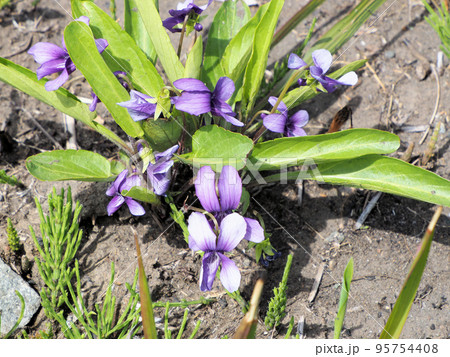 米塚下園地に咲いたスミレの花　熊本県阿蘇市永草 95754408