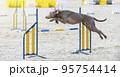 Weimaraner. Dog in an agility competition. The dog jumps over an obstacle. Sporting event, achievement in sport. Summer light. Summer 95754414