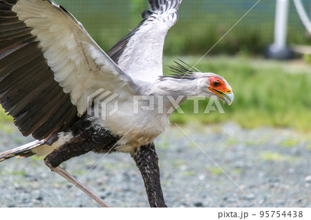 ヘビクイワシのショー ヘビクイワシのショー 95754438