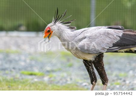 ヘビクイワシのショー ヘビクイワシのショー 95754442