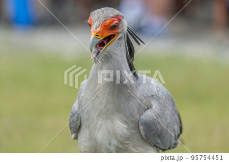 ヘビクイワシのショー ヘビクイワシのショー 95754451