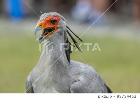 ヘビクイワシのショー 95754452