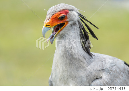 ヘビクイワシのショー 95754453