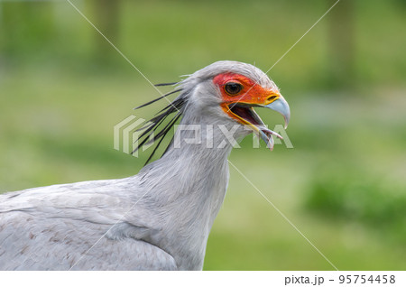 ヘビクイワシのショー 95754458