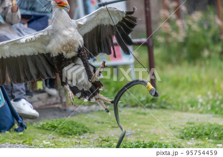 ヘビクイワシのショー 95754459