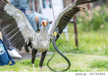 ヘビクイワシのショー 95754465