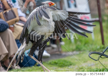 ヘビクイワシのショー 95754487