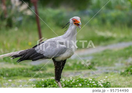 ヘビクイワシのショー 95754490