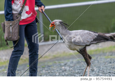 ヘビクイワシのショー 95754491