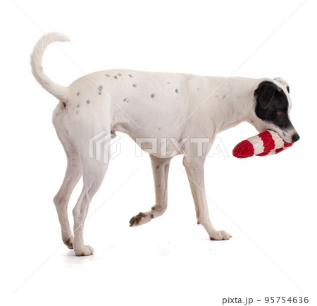 cute white dog with a black stain playing with a Christmas toy 95754636