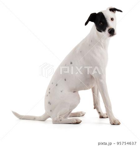 cute white dog with a black stain sitting cute white dog with a black stain sitting 95754637