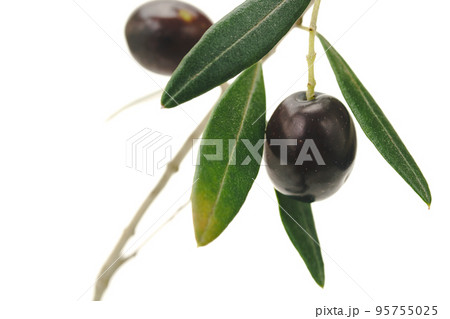 オリーブの実　シプレッシーノ　白バック 95755025