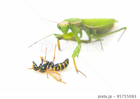 praying mantis is fighting a wasp close-up on a white background 95755083