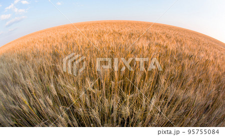 Field with growing wheat wide angle girth against the background of the sky 95755084