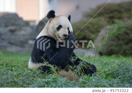 おいしそうに竹を食べる永明 おいしそうに竹を食べる永明 95755322