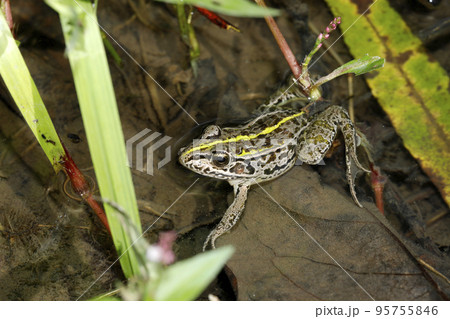 トノサマガエル トノサマガエル 95755846