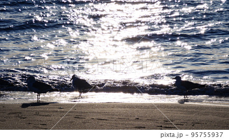 海岸に集まるカモメ 95755937