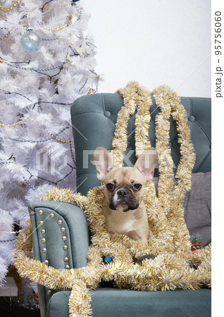 A French Bulldog breed dog with golden long Christmas garlands behind its back sits in an armchair next to a Christmas tree among a variety of toys, ready to meet the holiday. A French Bulldog breed dog with golden long Christmas garlands behind its back sits in an armchair next to a Christmas tree among a variety of toys, ready to meet the holiday. 95756060