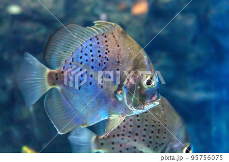 Symphysodon or discus, Blue fish in an aquarium 95756075
