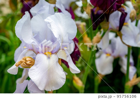 Iris or flags.White irises. Delicate flowers with elegant petals. 95756106