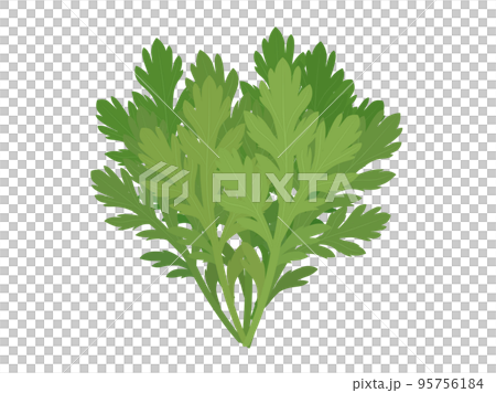 食用菊花 95756184