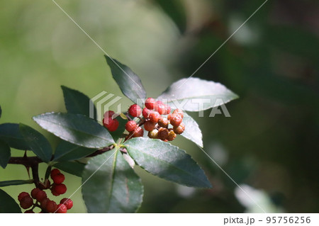 緑の葉と赤い実のフユザンショウの実のなる木の枝の風景 95756256