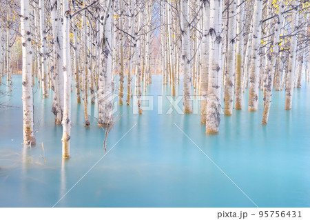 Birch forest in turquoise water. Abraham Lake. Natural scenery in fall time. 95756431