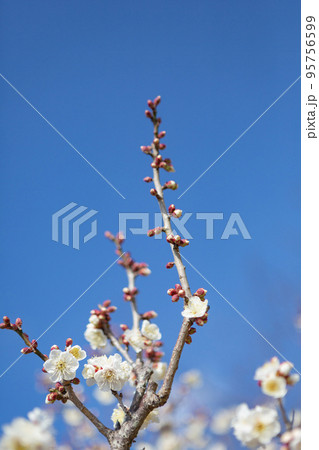 青空を背景に白梅の花 95756599
