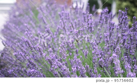 Flying bumble-bee gathering pollen from lavender blossoms. Close up Slow Motion. Beautiful Blooming Lavender Flowers swaying in wind. Provence, South France, Europe. Calm Cinematic Nature Background 95756602