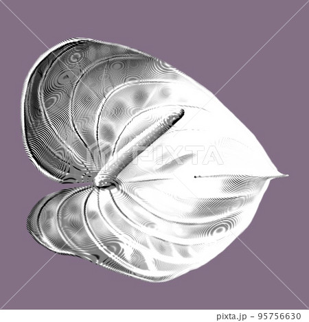 white anthurium with a pink edge. graphic realistic illustration of a flower. beautiful anthurium 95756630