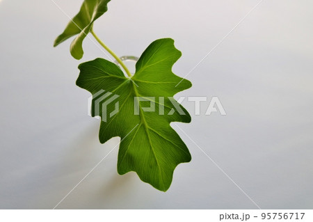 緑の葉　観葉植物　クワズイモの葉　背景 95756717