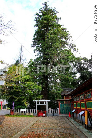 日本唯一の夢叶え大明神・大杉神社 95756896