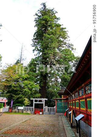 日本唯一の夢叶え大明神・大杉神社 95756900