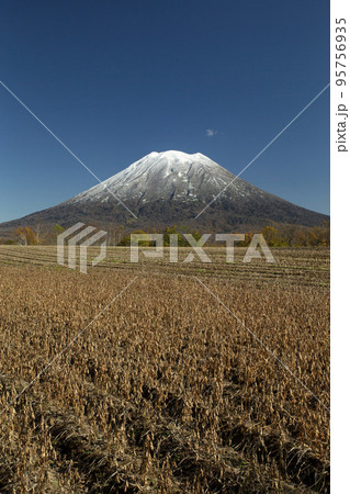 小豆畑と羊蹄山 95756935