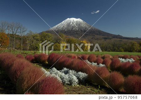 初冠雪の羊蹄山 初冠雪の羊蹄山 95757068