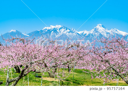 山梨県韮崎市　新府桃源郷　～残雪の八ヶ岳と桃の花～ 95757164
