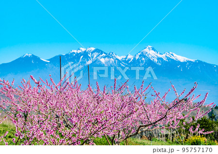 山梨県韮崎市 新府桃源郷 ~残雪の八ヶ岳と桃の花~ 山梨県韮崎市 新府桃源郷 ~残雪の八ヶ岳と桃の花~ 95757170