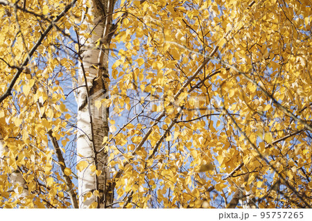 Birch tree yellow foliage in autumn, Betula populifolia in fall 95757265