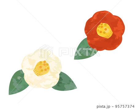 手描き風の赤と白の椿のイラストのセット 95757374