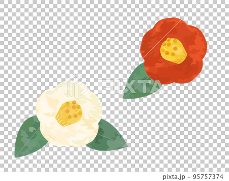 手描き風の赤と白の椿のイラストのセット 95757374