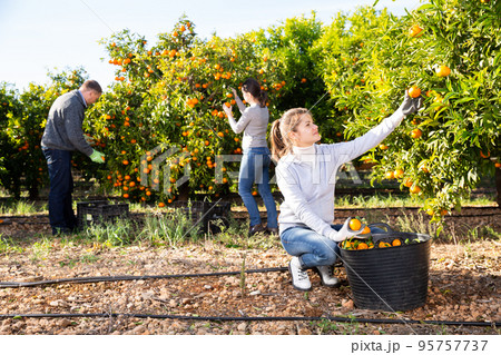 Three farmers picking ripe mandarins 95757737