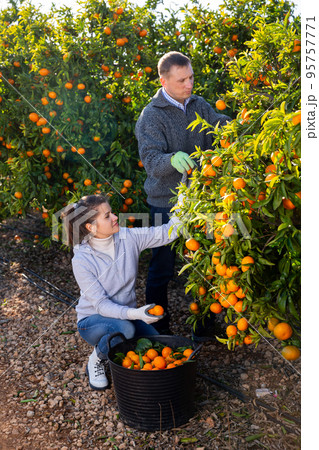 Couple of positive farmers picking carefully ripe mandarins on plantation 95757771