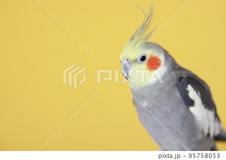 オカメインコのオス黄色背景 オカメインコのオス黄色背景 95758053