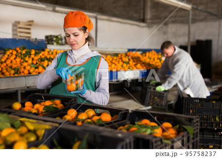 Warehouse workers sorting ripe mandarins Warehouse workers sorting ripe mandarins 95758237