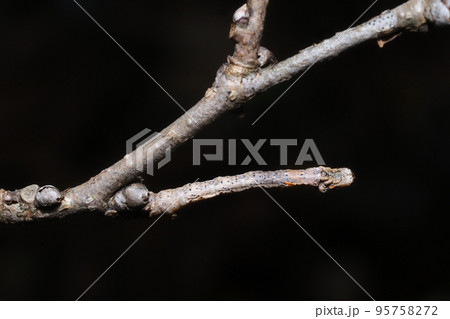 木の枝に擬態するクワエダシャクの幼虫（中央右向き） 95758272