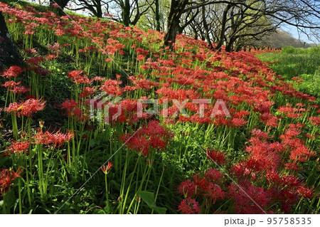 埼玉県吉見町のさくら堤公園の花咲くヒガンバナの群生地 埼玉県吉見町のさくら堤公園の花咲くヒガンバナの群生地 95758535