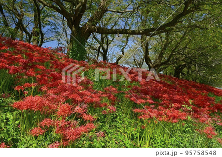 埼玉県吉見町のさくら堤公園の花咲くヒガンバナの群生地 95758548