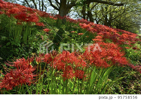 埼玉県吉見町のさくら堤公園の花咲くヒガンバナの群生地 埼玉県吉見町のさくら堤公園の花咲くヒガンバナの群生地 95758556