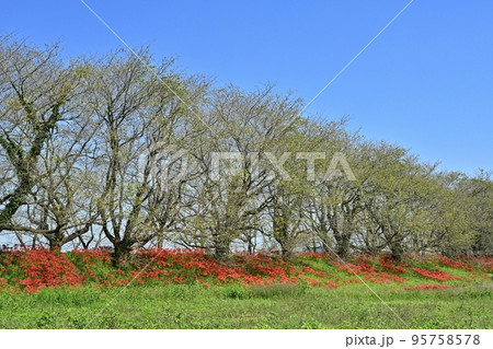 埼玉県吉見町のさくら堤公園の桜並木と花咲くヒガンバナ 95758578