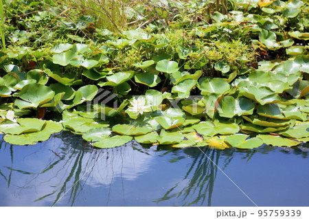 スイレンの花 95759339